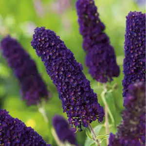Buddleja Black Knight 50mm Buddleja Black Knight 50mm